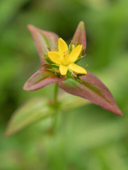 Arunachal plant (Hypericum)