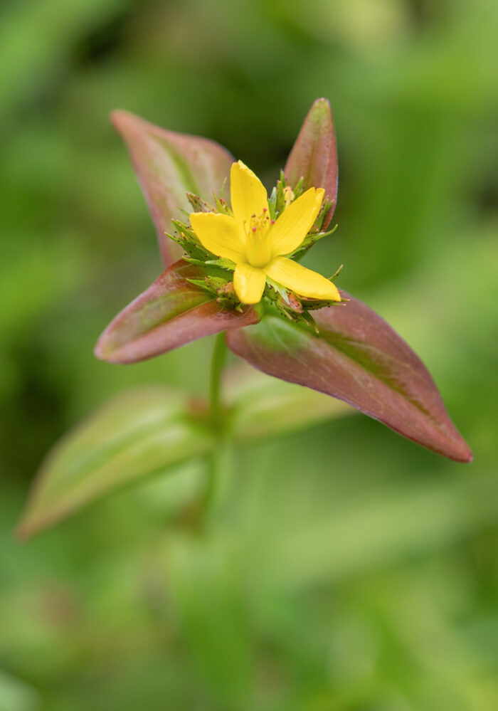 Arunachal plant (Hypericum)