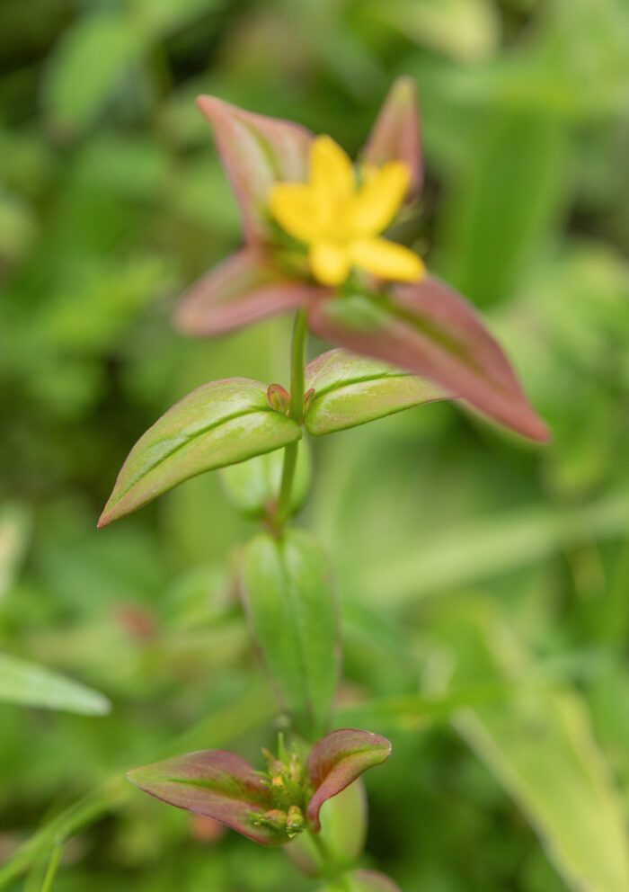 Arunachal plant (Hypericum)