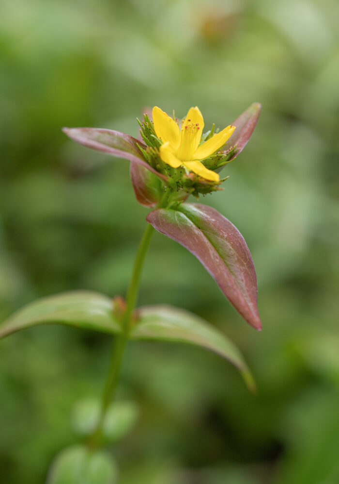 Arunachal plant (Hypericum)