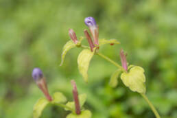 Arunachal plant (Strobilanthes)