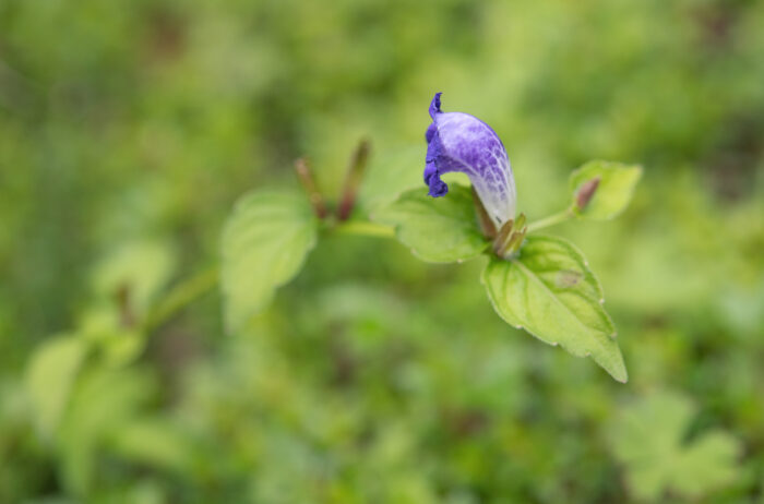 Arunachal plant (Strobilanthes)