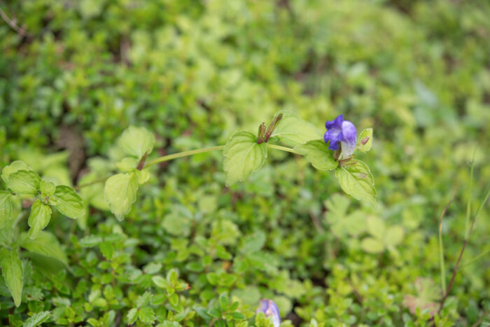 Arunachal plant (Strobilanthes)