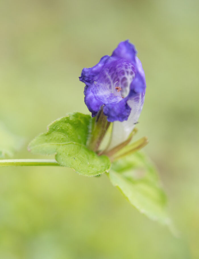 Arunachal plant (Strobilanthes)