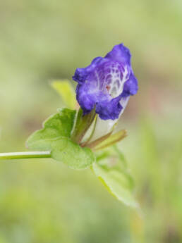 Arunachal plant (Strobilanthes)