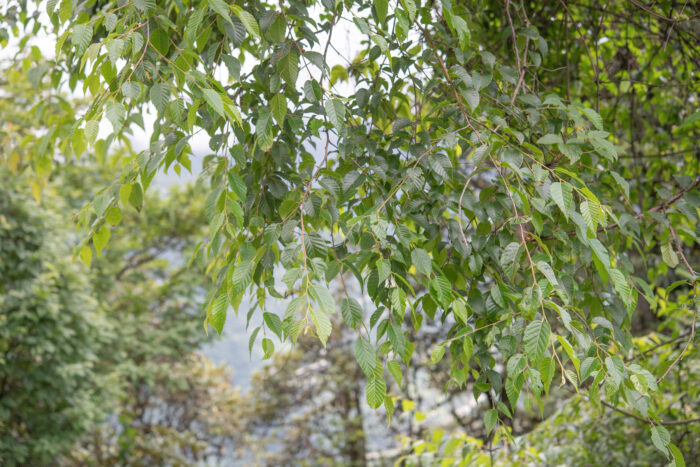 Himalayan Birch (Betula utilis)