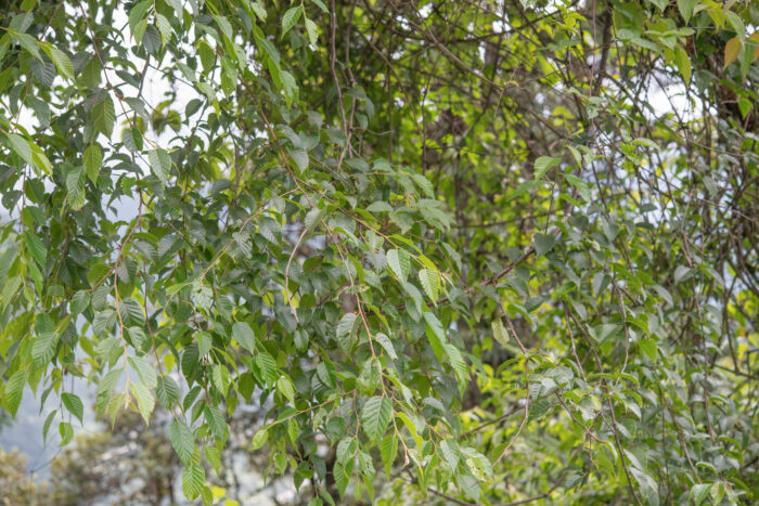 Himalayan Birch (Betula utilis)