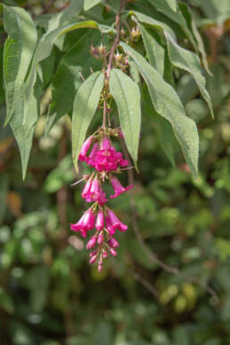 Buddleja colvilei