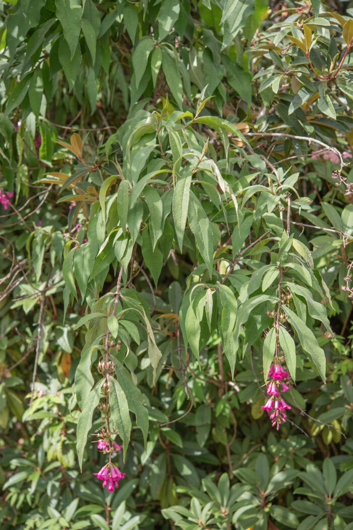 Buddleja colvilei