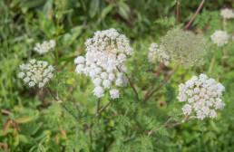 Arunachal plant (Apioideae)