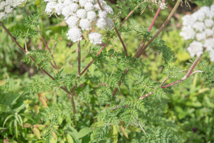 Arunachal plant (Apioideae)