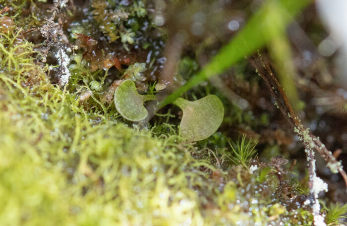 Utricularia brachiata