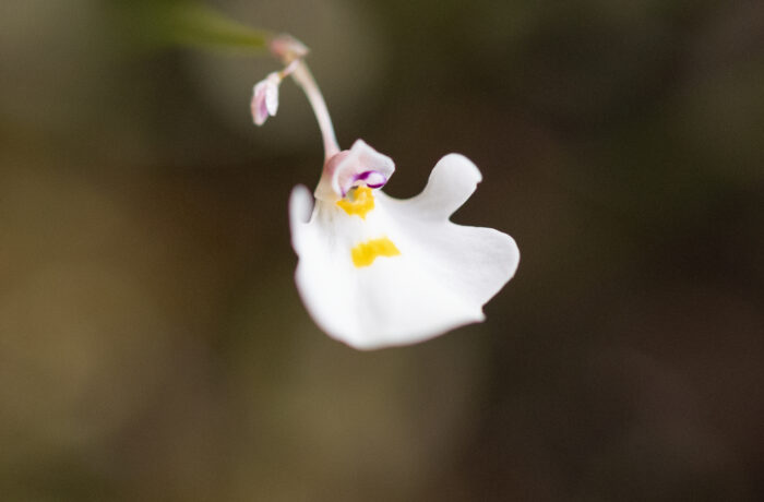 Utricularia brachiata