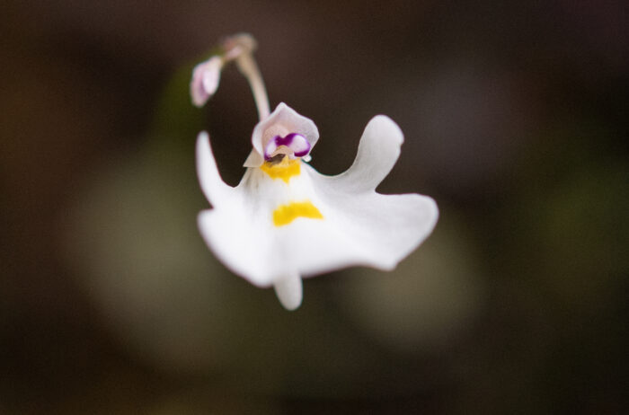 Utricularia brachiata