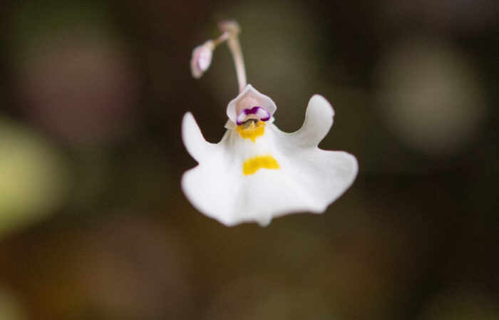 Utricularia brachiata