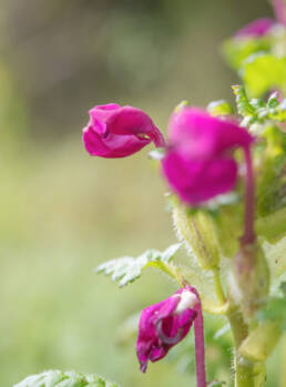 Arunachal plant (Pedicularis)