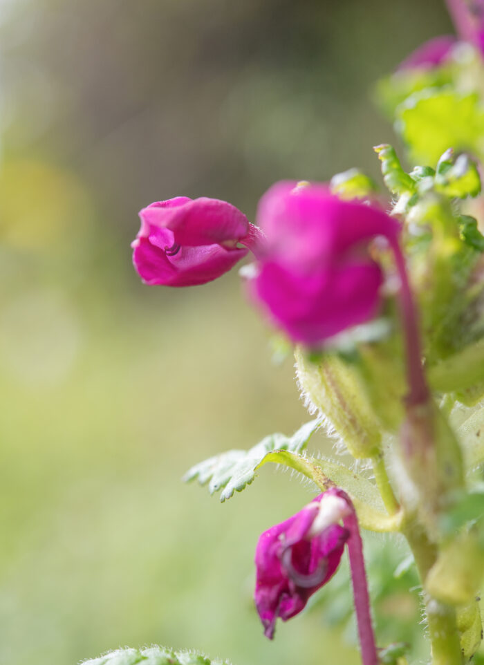 Arunachal plant (Pedicularis)