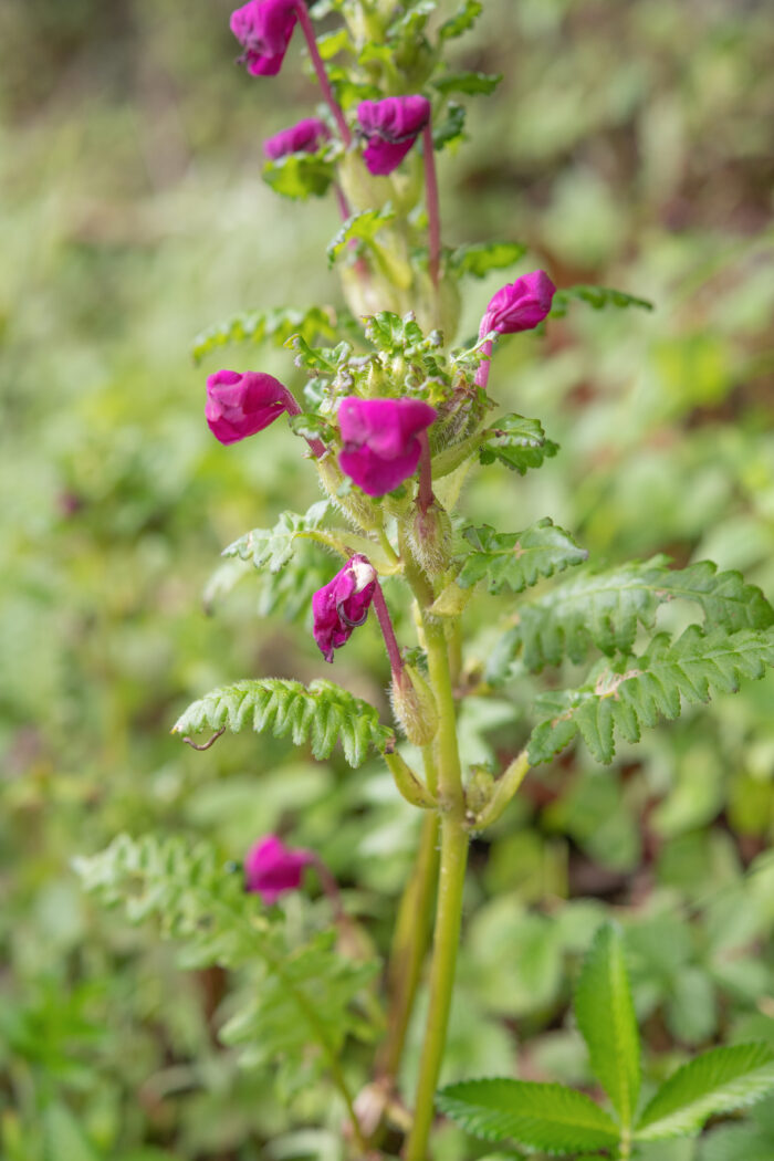 Arunachal plant (Pedicularis)