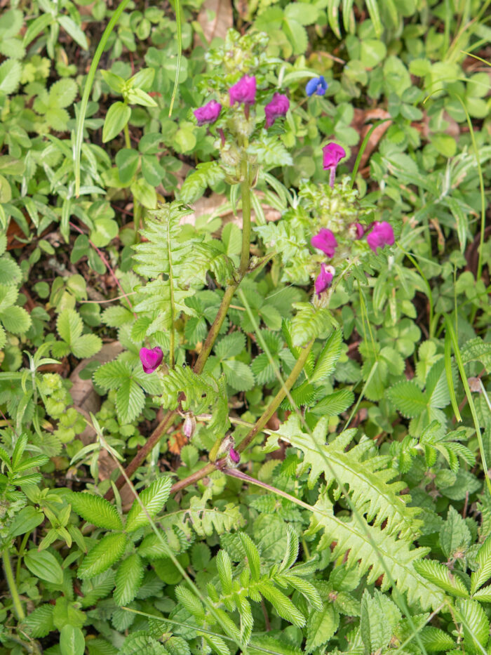 Arunachal plant (Pedicularis)