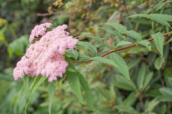 Arunachal plant (Spiraea)