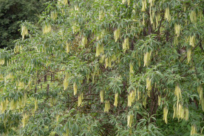 Himalayan Pea (Piptanthus nepalensis)