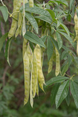 Himalayan Pea (Piptanthus nepalensis)