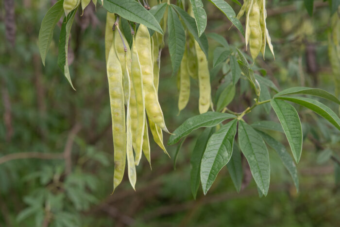 Himalayan Pea (Piptanthus nepalensis)