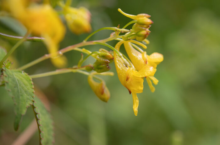 Impatiens scitula