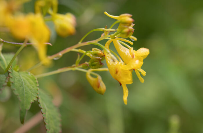 Impatiens scitula