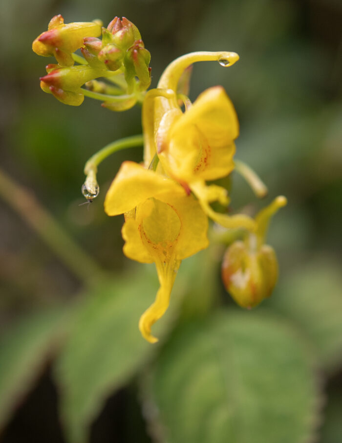 Impatiens scitula