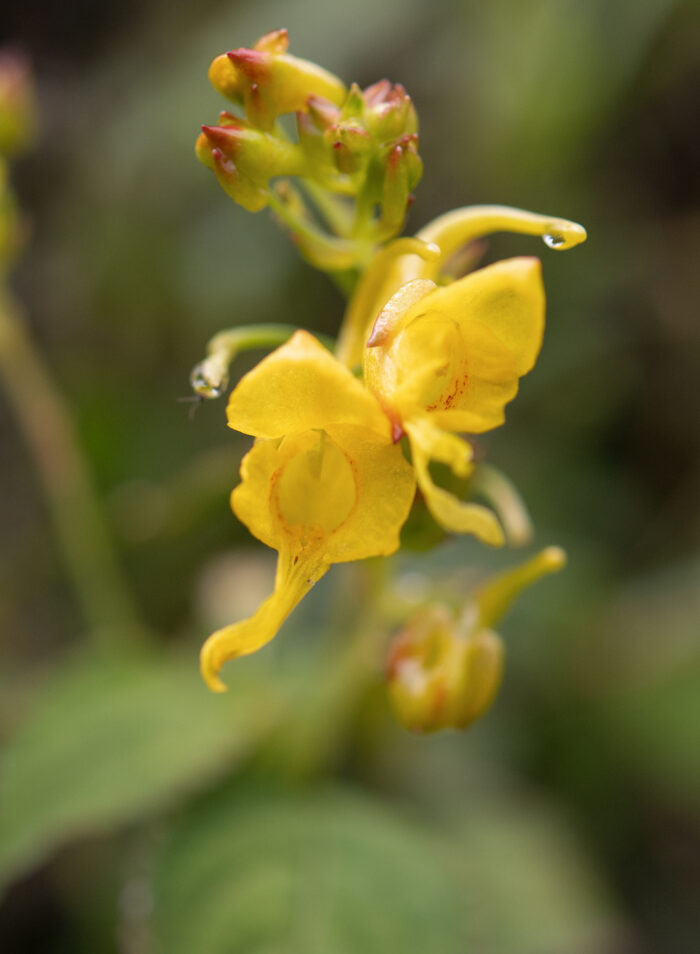 Impatiens scitula