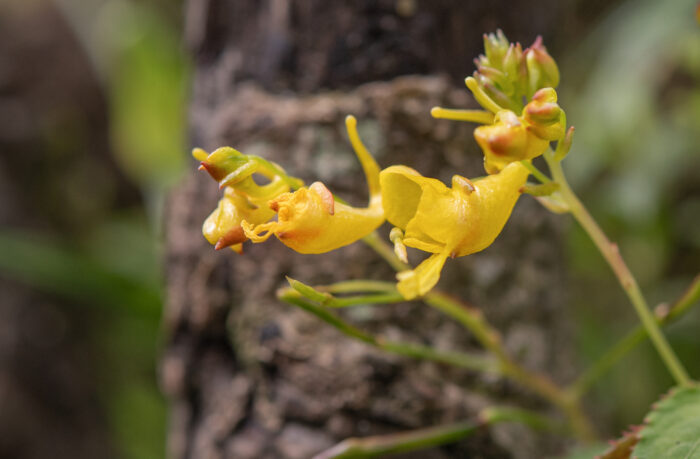 Impatiens scitula