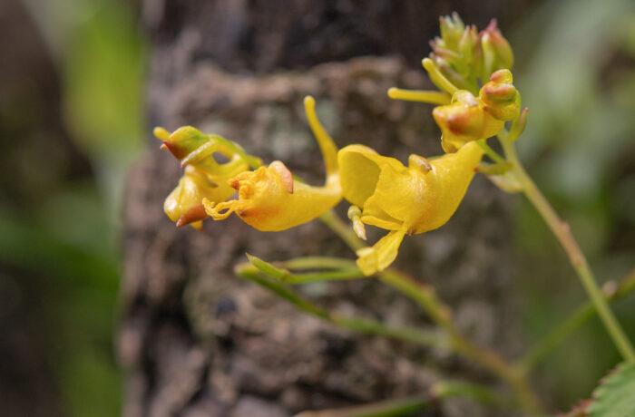 Impatiens scitula