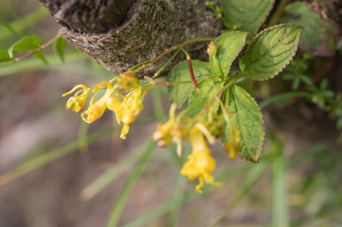 Impatiens scitula