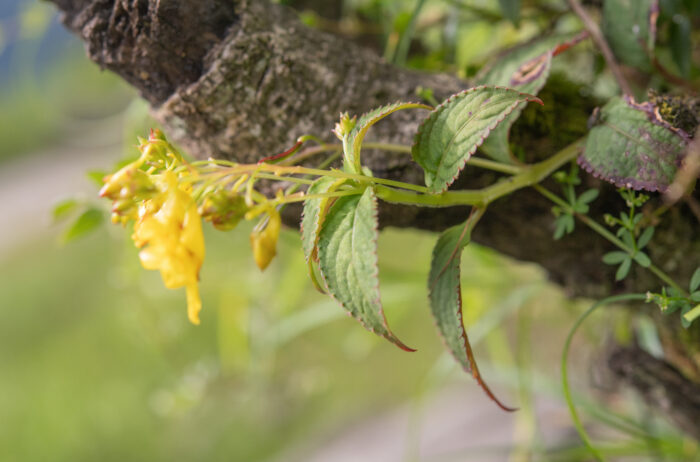 Impatiens scitula