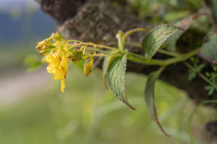 Impatiens scitula