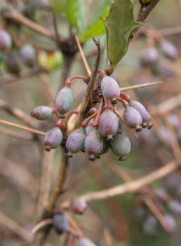 Arunachal plant (Berberis)