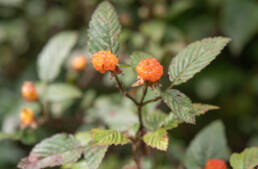 Arunachal plant (Rubus)