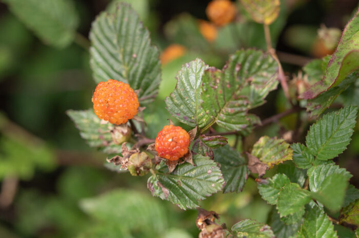 Arunachal plant (Rubus)