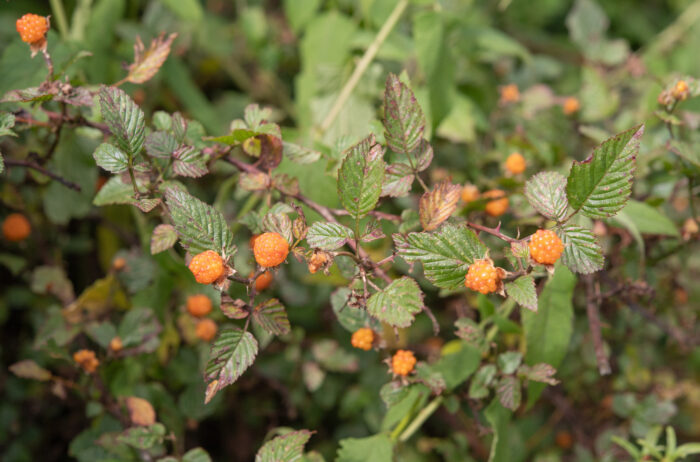 Arunachal plant (Rubus)