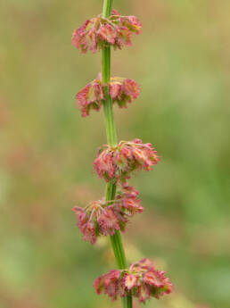 Arunachal plant (Rumex)