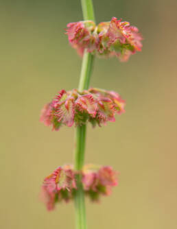 Arunachal plant (Rumex)