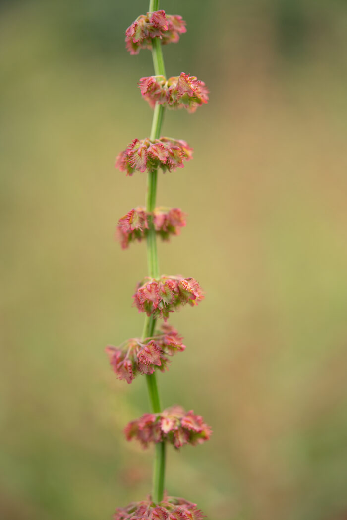 Arunachal plant (Rumex)