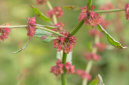 Arunachal plant (Rubus)