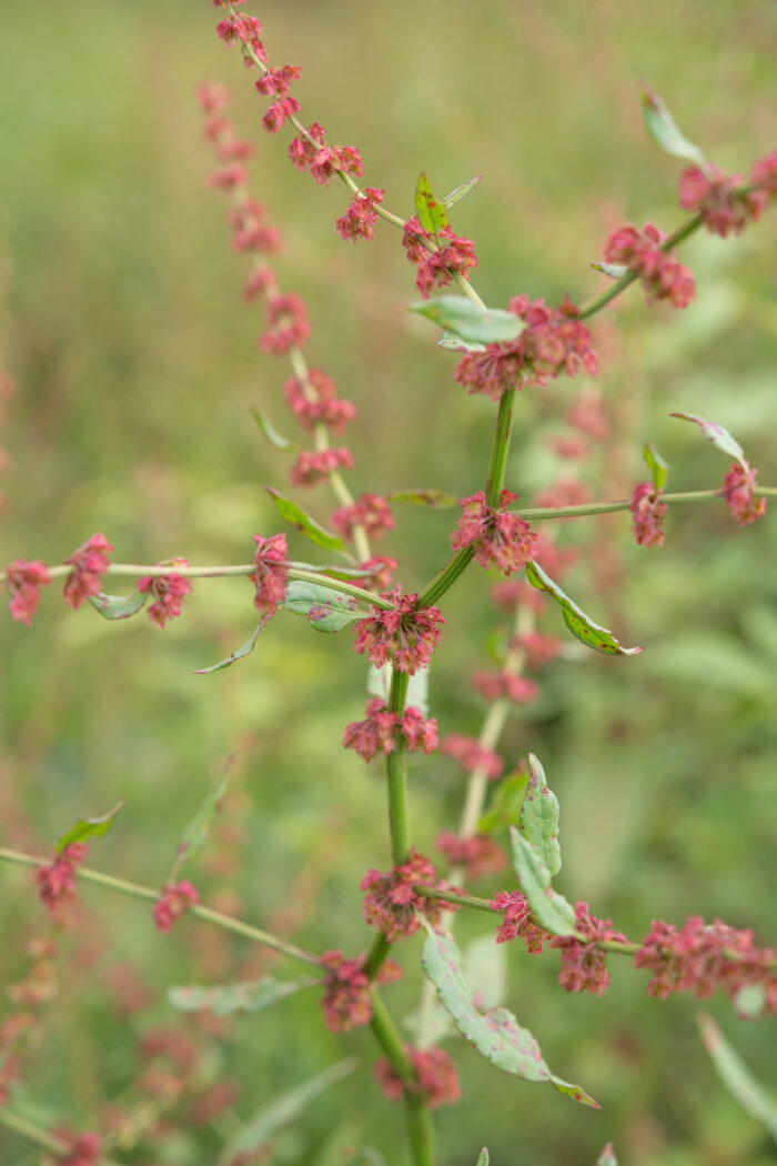 Arunachal plant (Rubus)