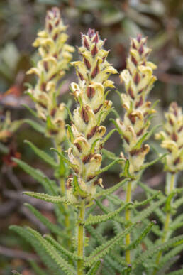 Pedicularis melalimne