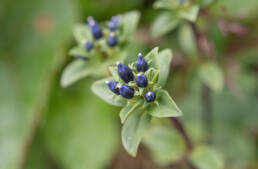 Gentiana elwesii