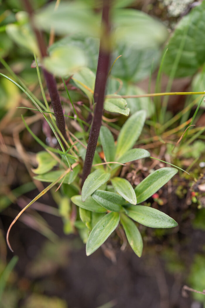 Gentiana elwesii