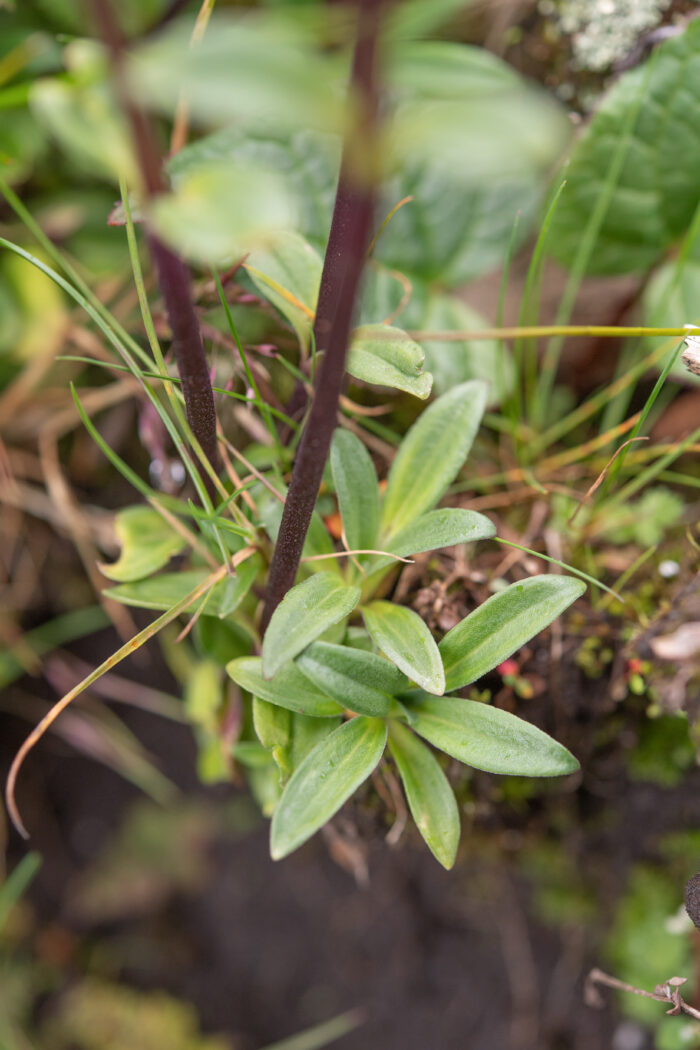 Gentiana elwesii