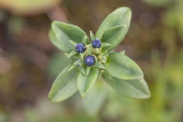 Gentiana elwesii